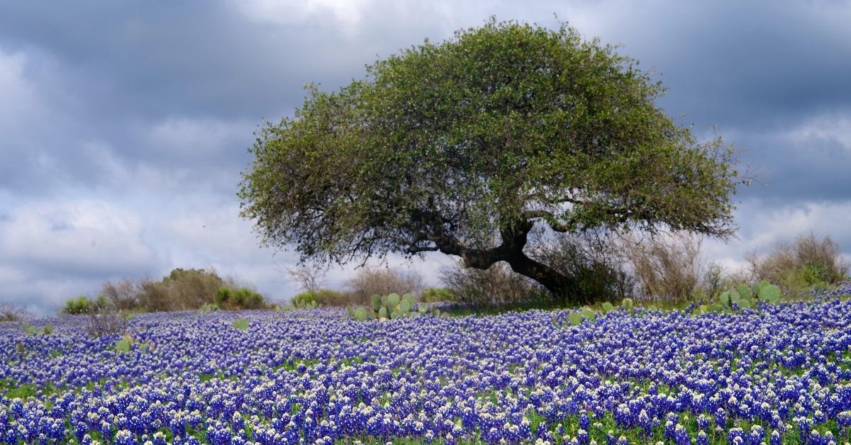 hill country land in Texas